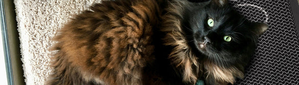 Discover How Cat Litter Mats Can Enhance Product Diversity in Your Carpet Store