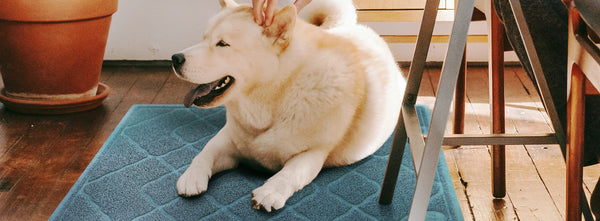 Tap Into the Booming Pet Market: How Rug Retailers Can Profit from Dog Mats