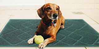 Multifunctional Pet Mat-Weidan